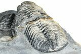 Two Huge Phacopid (Drotops) Trilobite - Issoumour, Morocco #365712-9